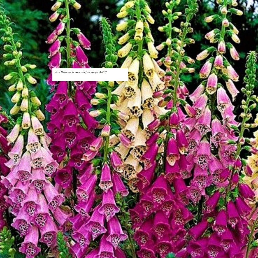 Foxglove Digitalis Excelsior Mix - Flower Seeds - BOGO